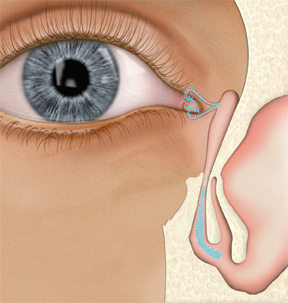 normal nasal passages