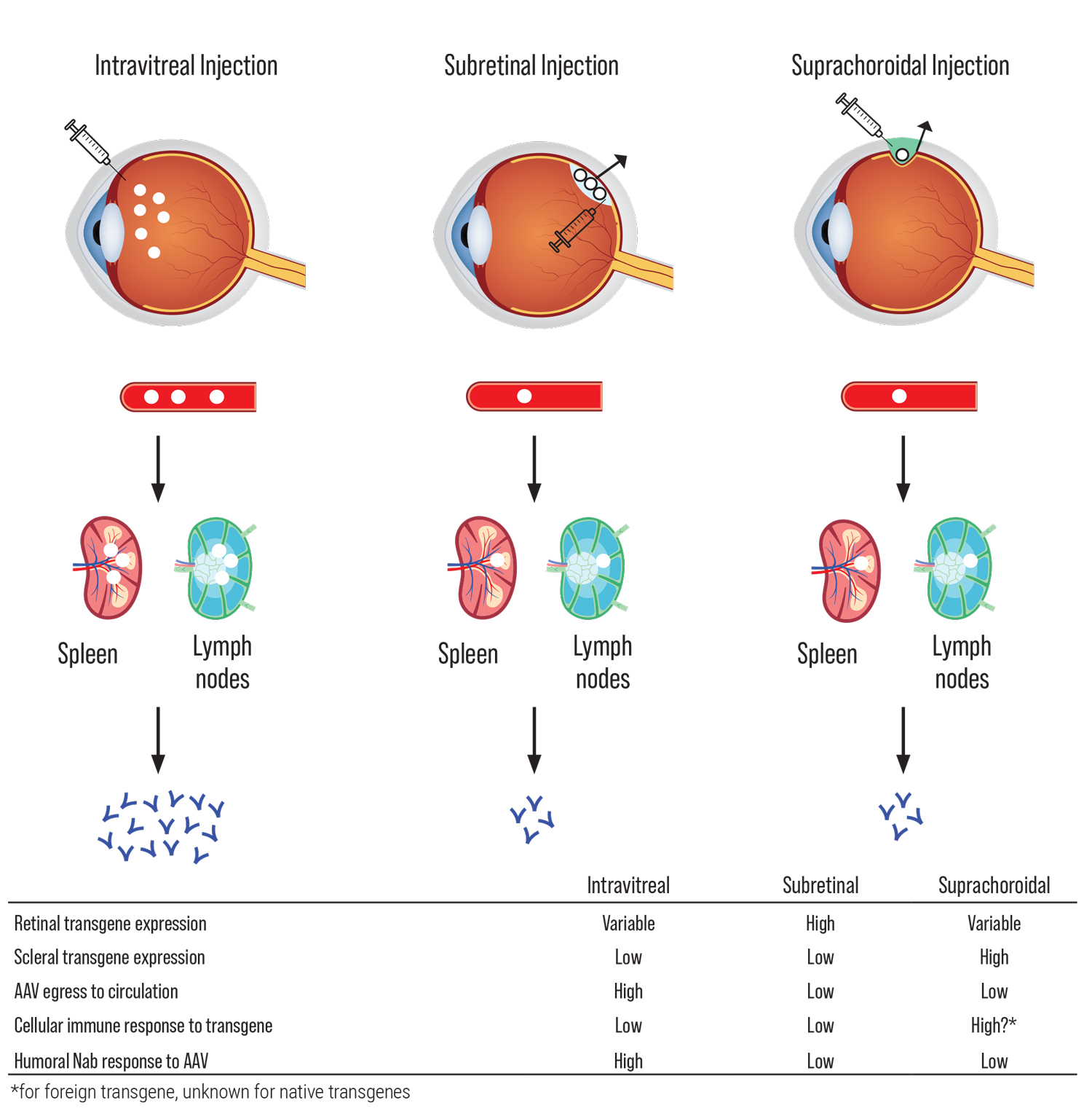 Gene Therapy For Inherited Retinal Disease