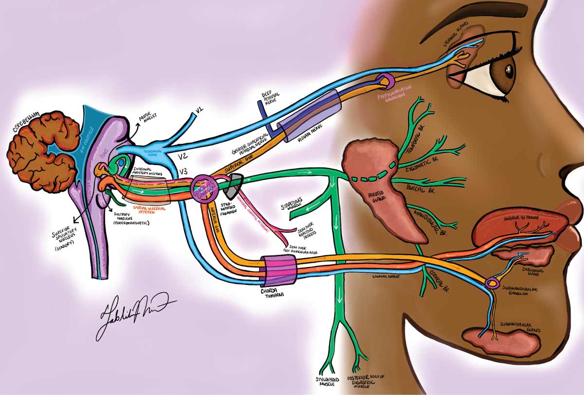 anatomy facial muscle nerve